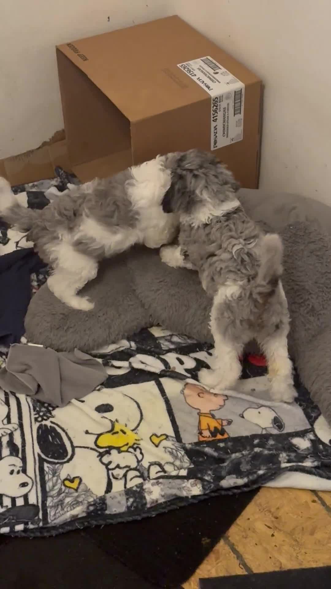 Bernedoodle dogs for sale: Princess - Video 1
