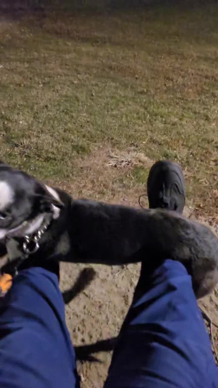 Mixed Breed dogs for sale: Mya  - Video 1