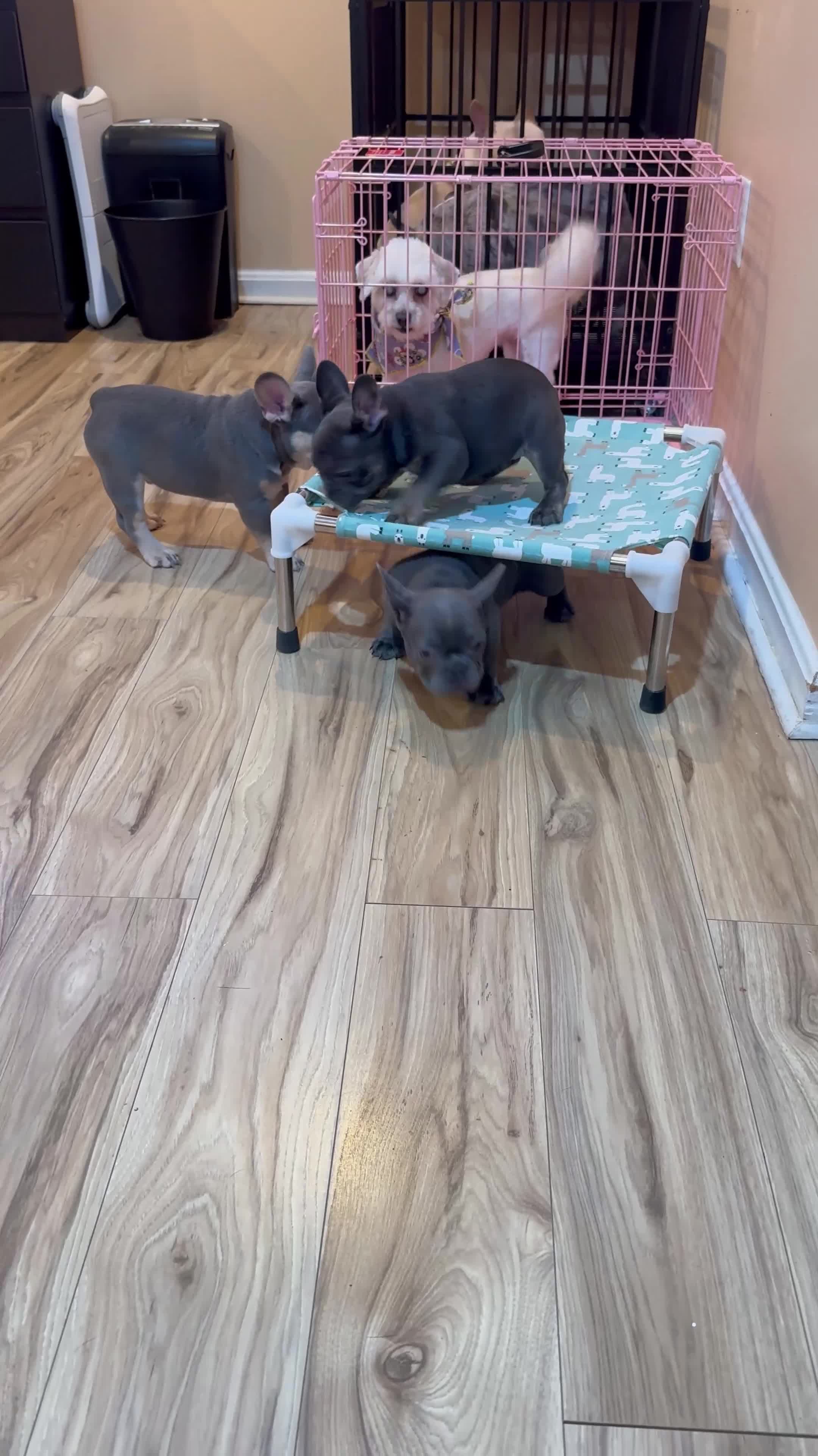 French Bulldog dogs for sale:  Kour - Video 1