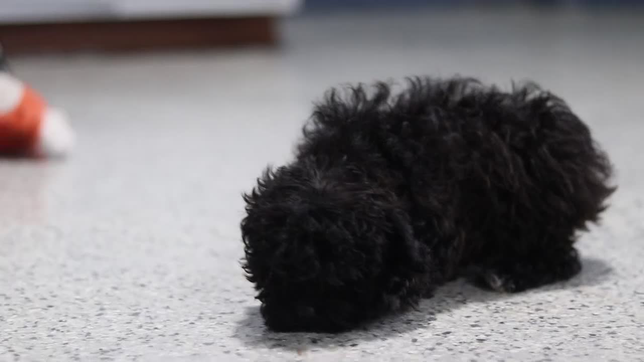 Miniature Poodle dogs for sale: Iris - Video 1