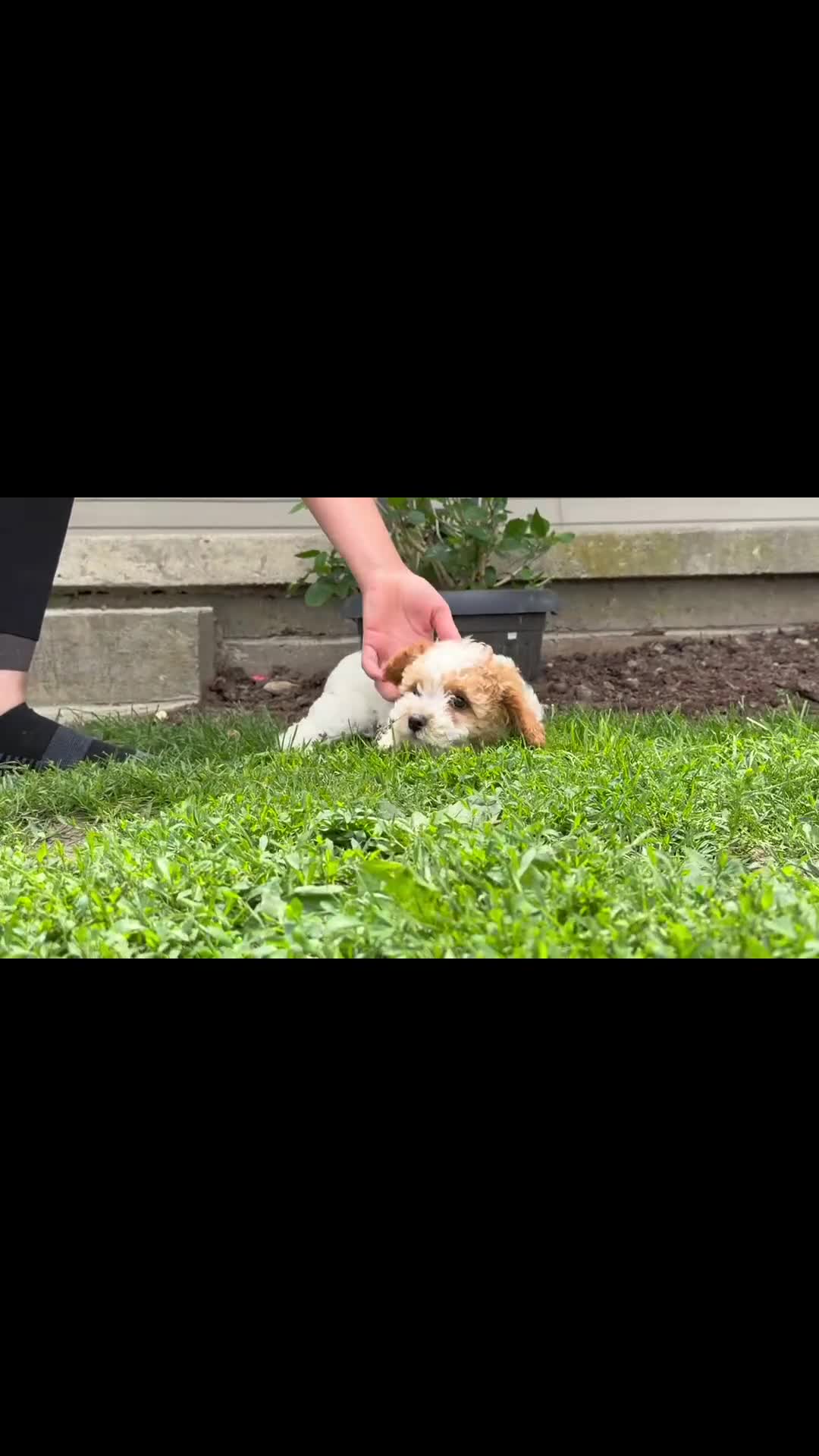 Cockapoo dogs for sale: Daisy  - Video 1
