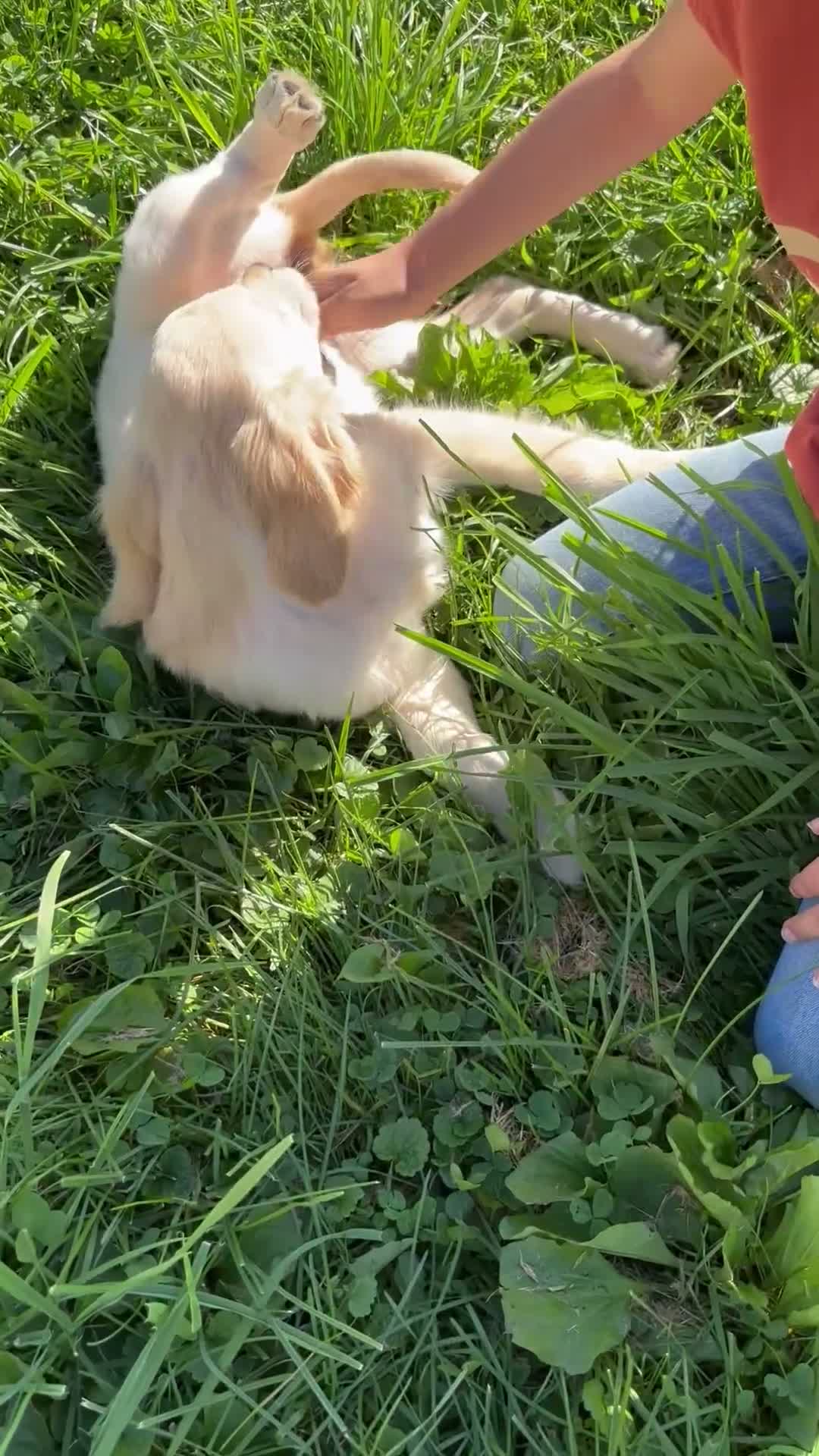 Golden Retriever dogs for sale: Cara - Video 1