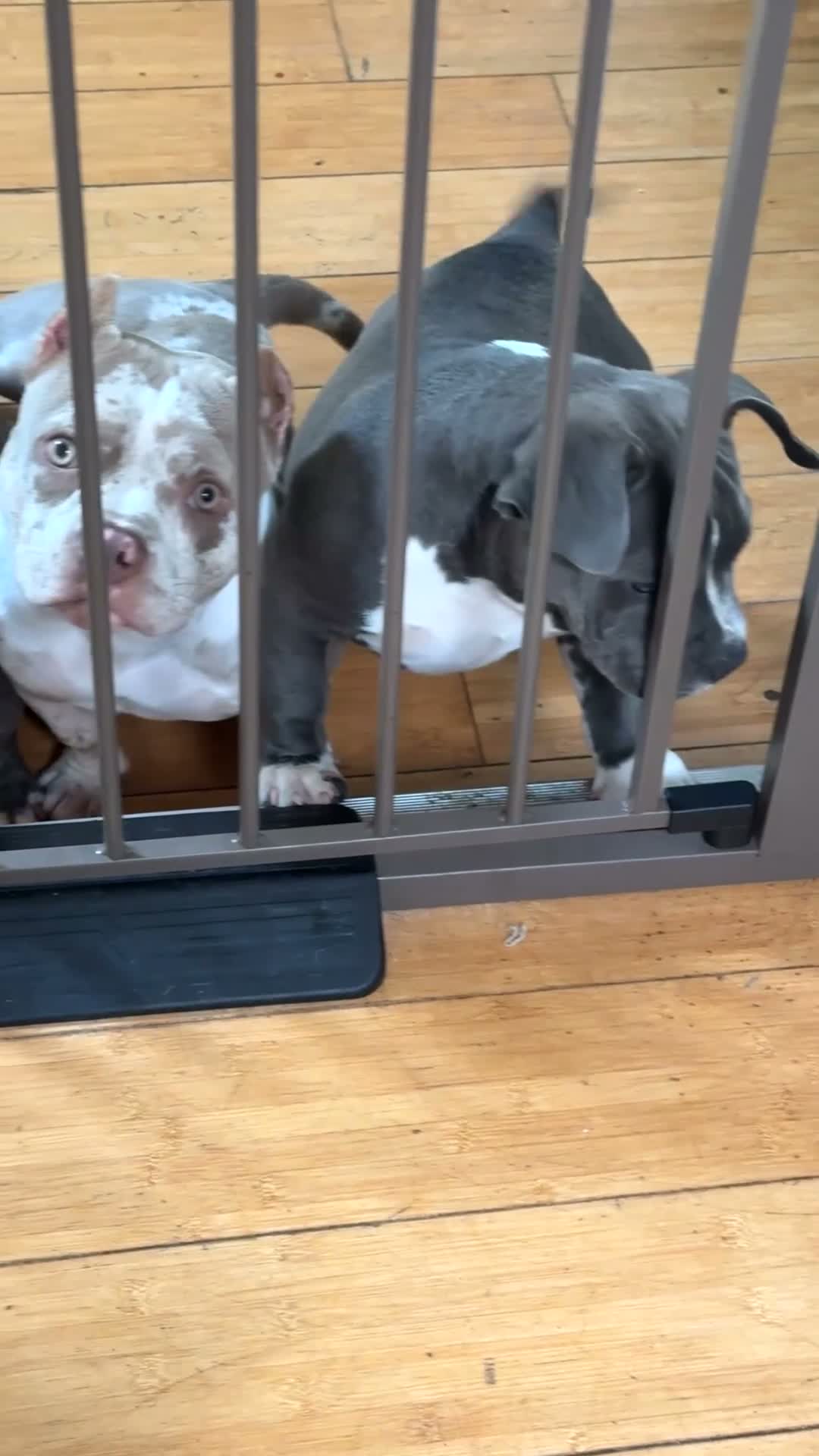 American Bully dogs for sale: Antie Mae - Video 1