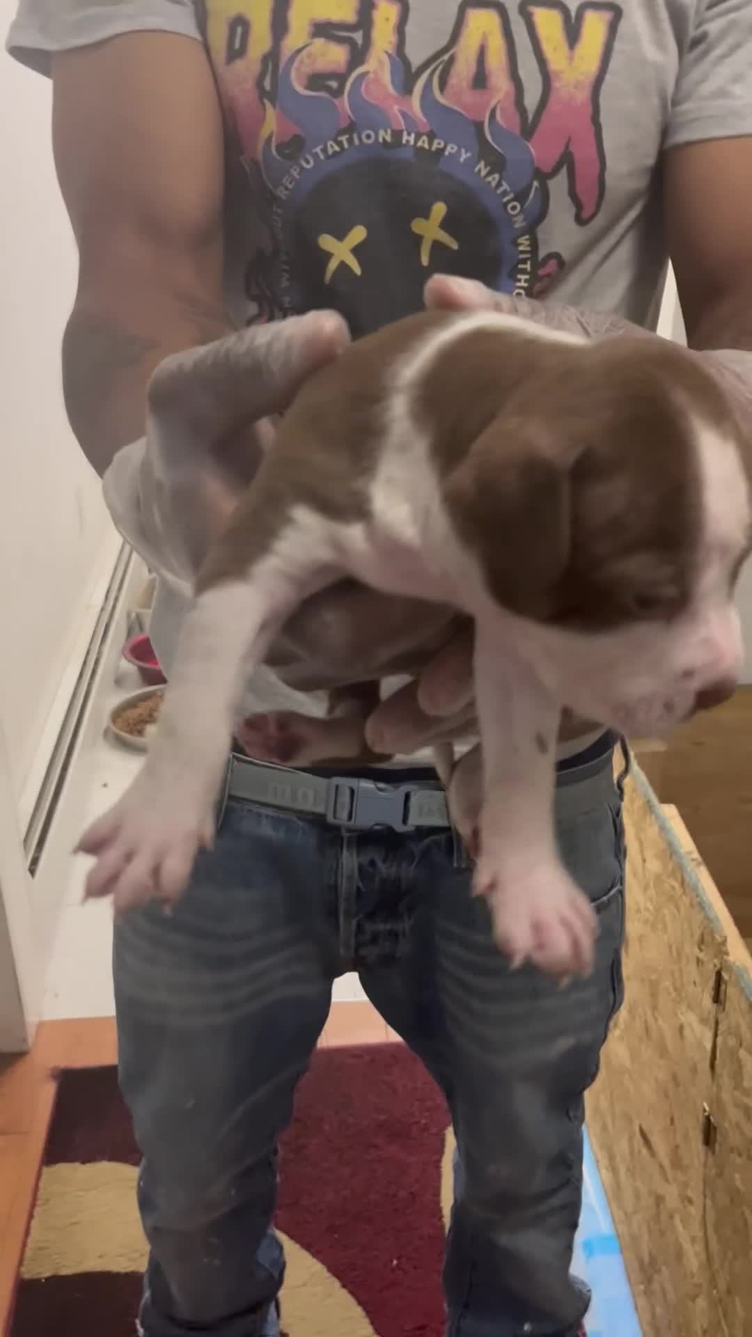 American Pit Bull Terrier dogs for sale: American Pit Bull Terrier 3 - Video 1