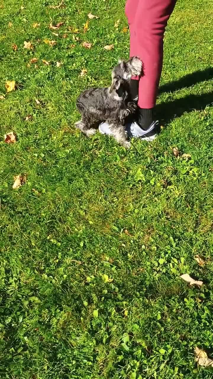 Miniature Schnauzer dogs for sale: Miniature Schnauzer 2 - Video 1