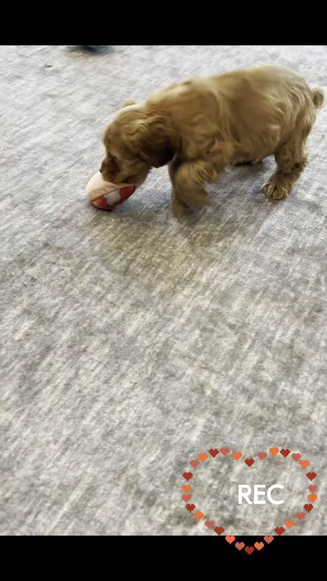 Cocker Spaniel dogs for sale: Bowie - Video 1