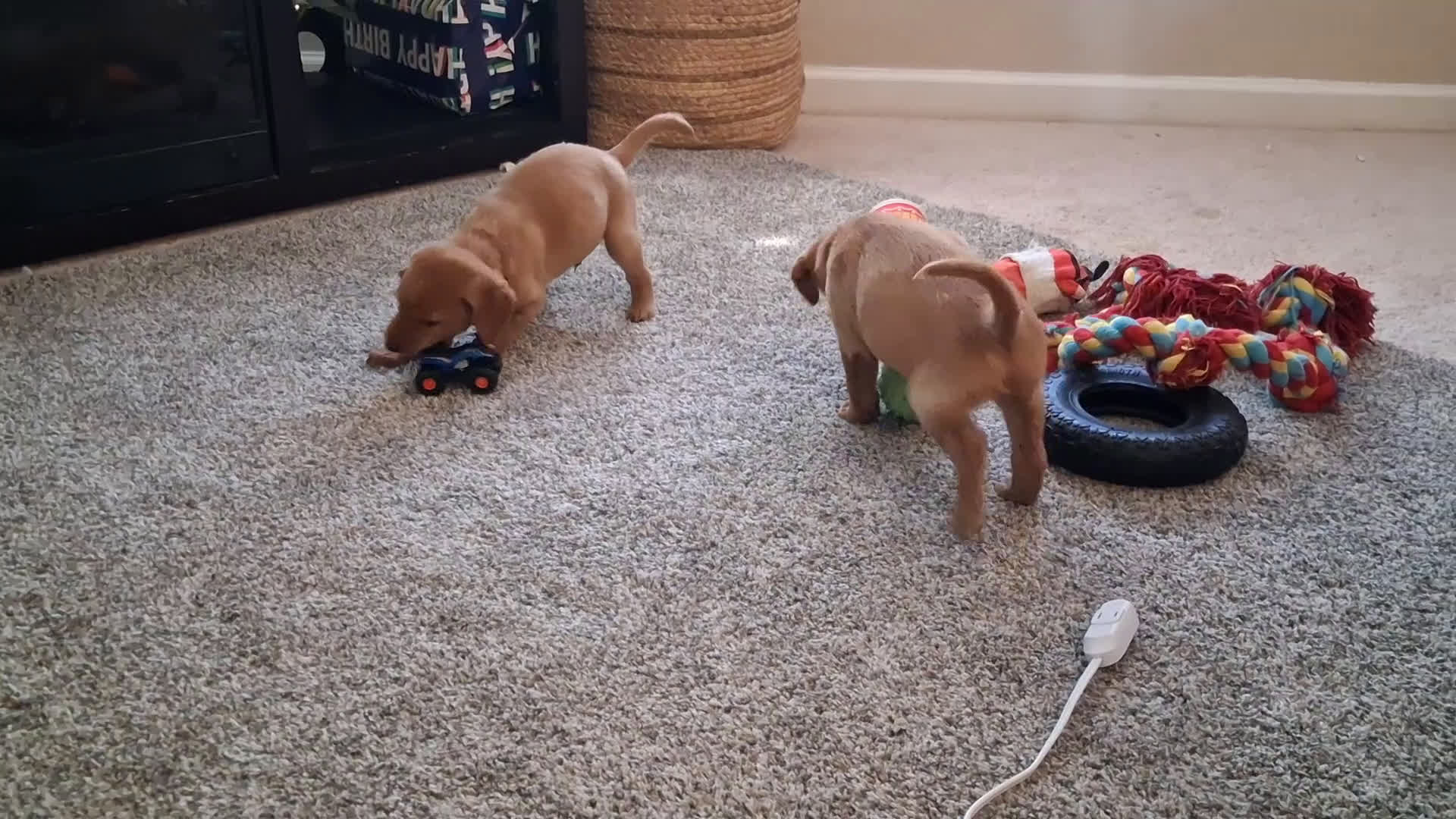 Mixed Breed dogs for sale: Orange collar - Video 1