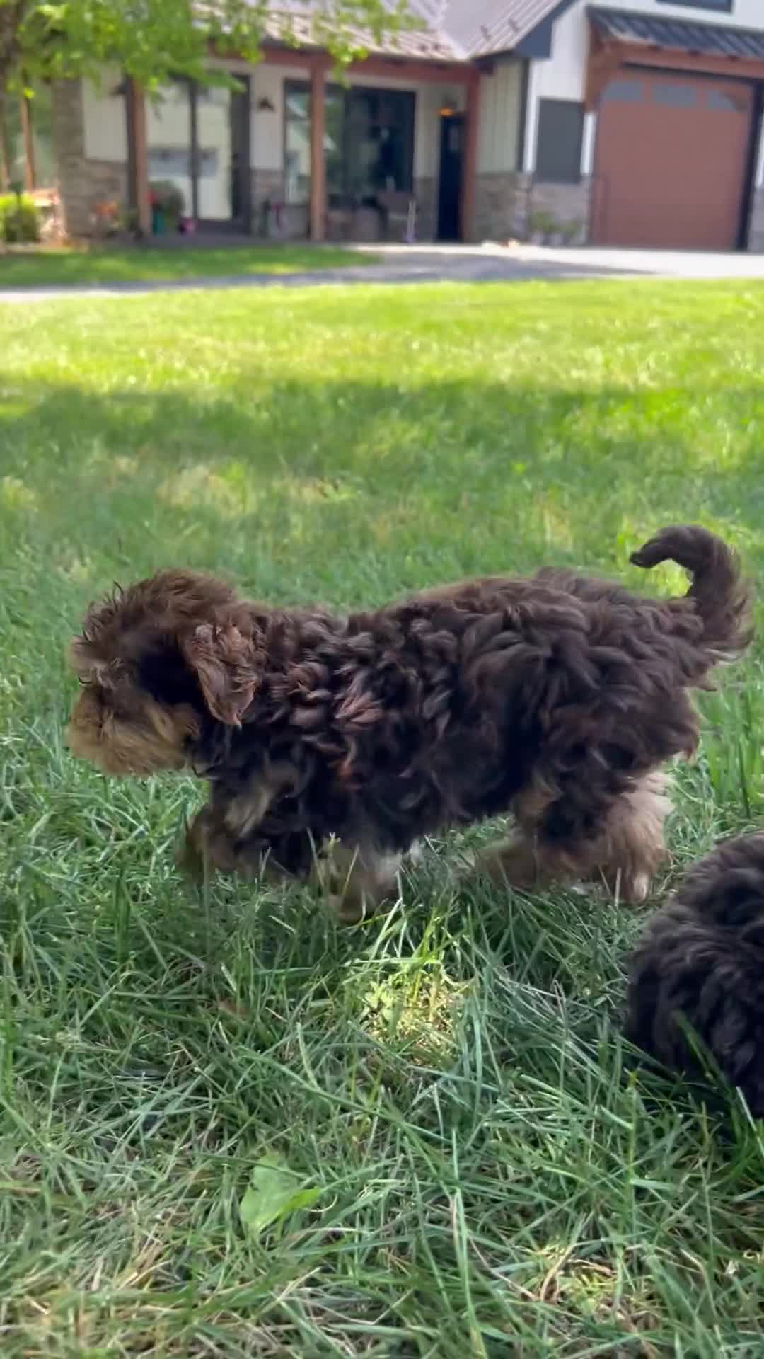 Morkie dogs for sale: Sister Bear - Video 1