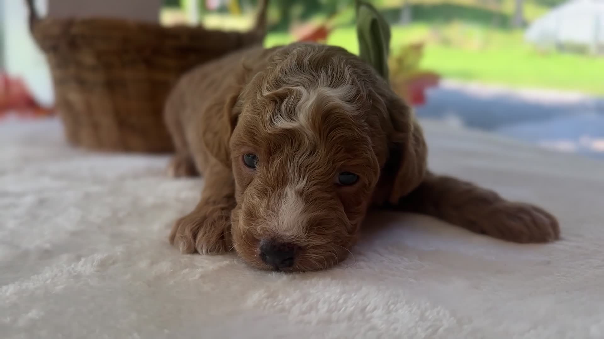 Mini Goldendoodle dogs for sale: Robin Hood - Video 1