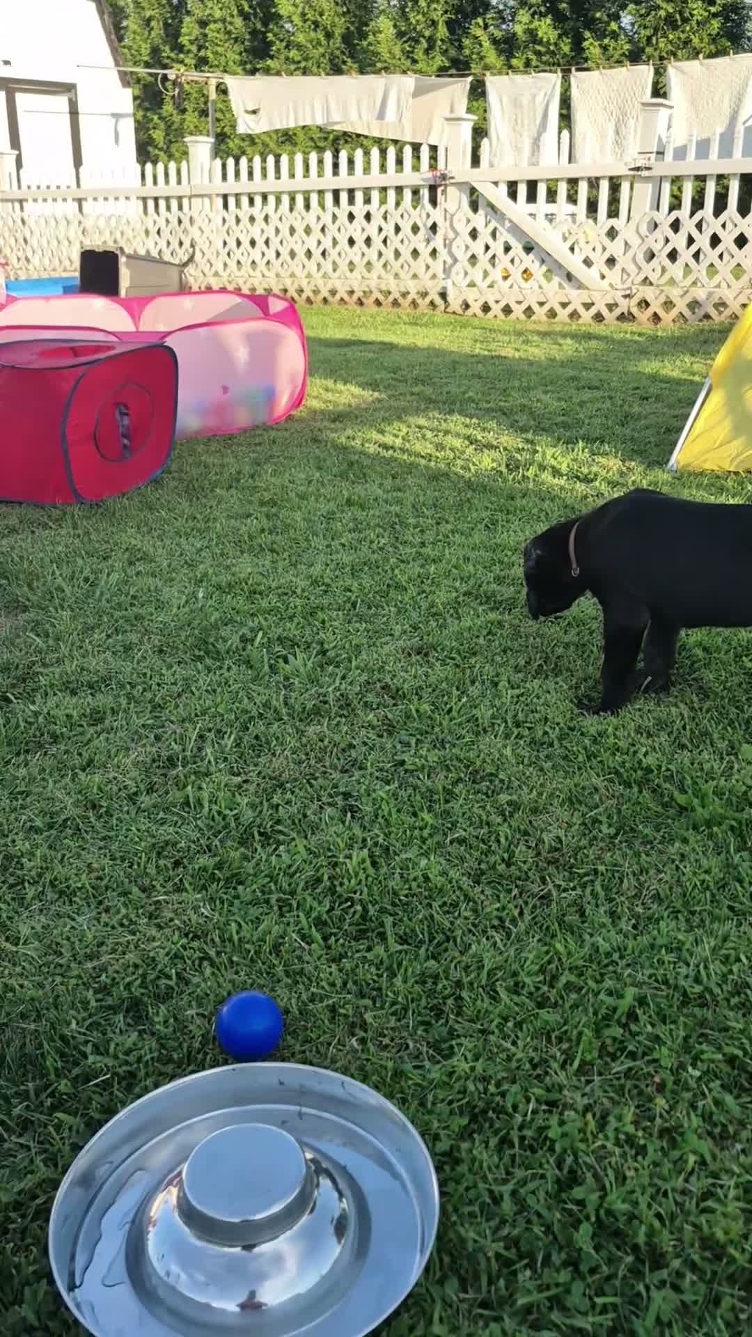 Great Dane dogs for sale: Diva Denise - Video 3