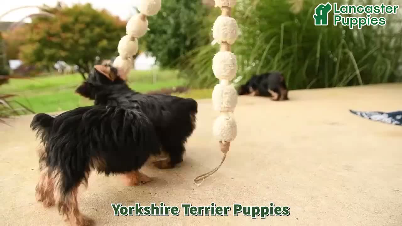 Yorkshire Terrier dogs for sale: Heidi - Video 1