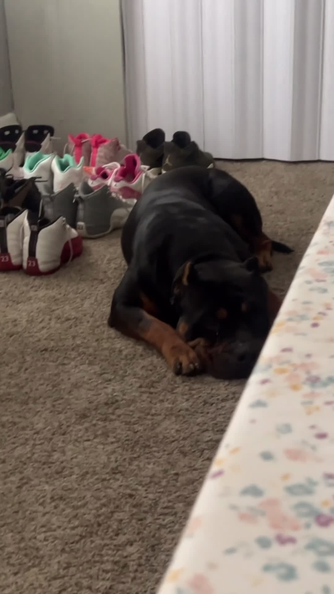 American Bully dogs for sale: Mommy 💋 - Video 2