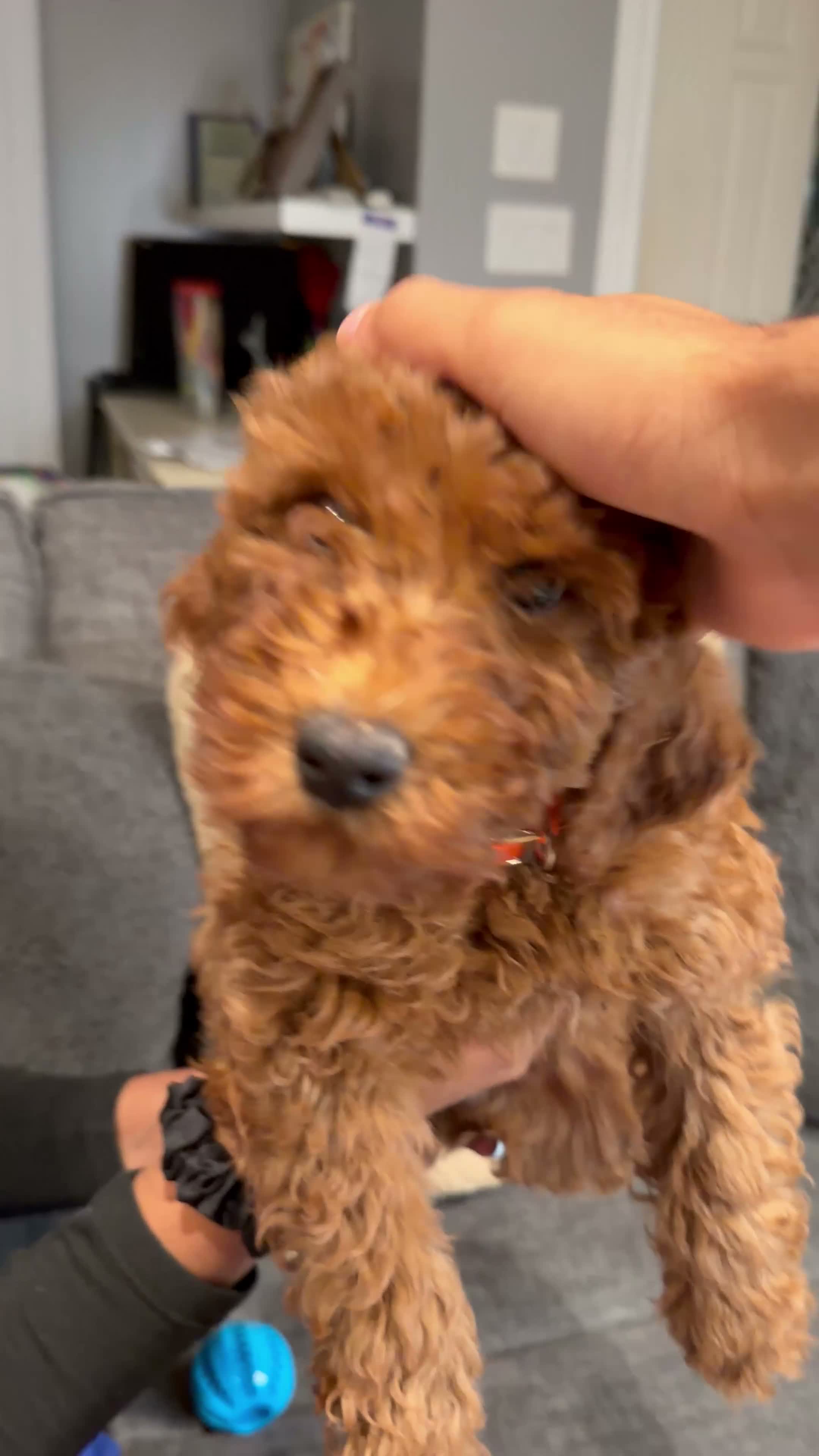 Mini Goldendoodle dogs for sale: Mocha - Video 1
