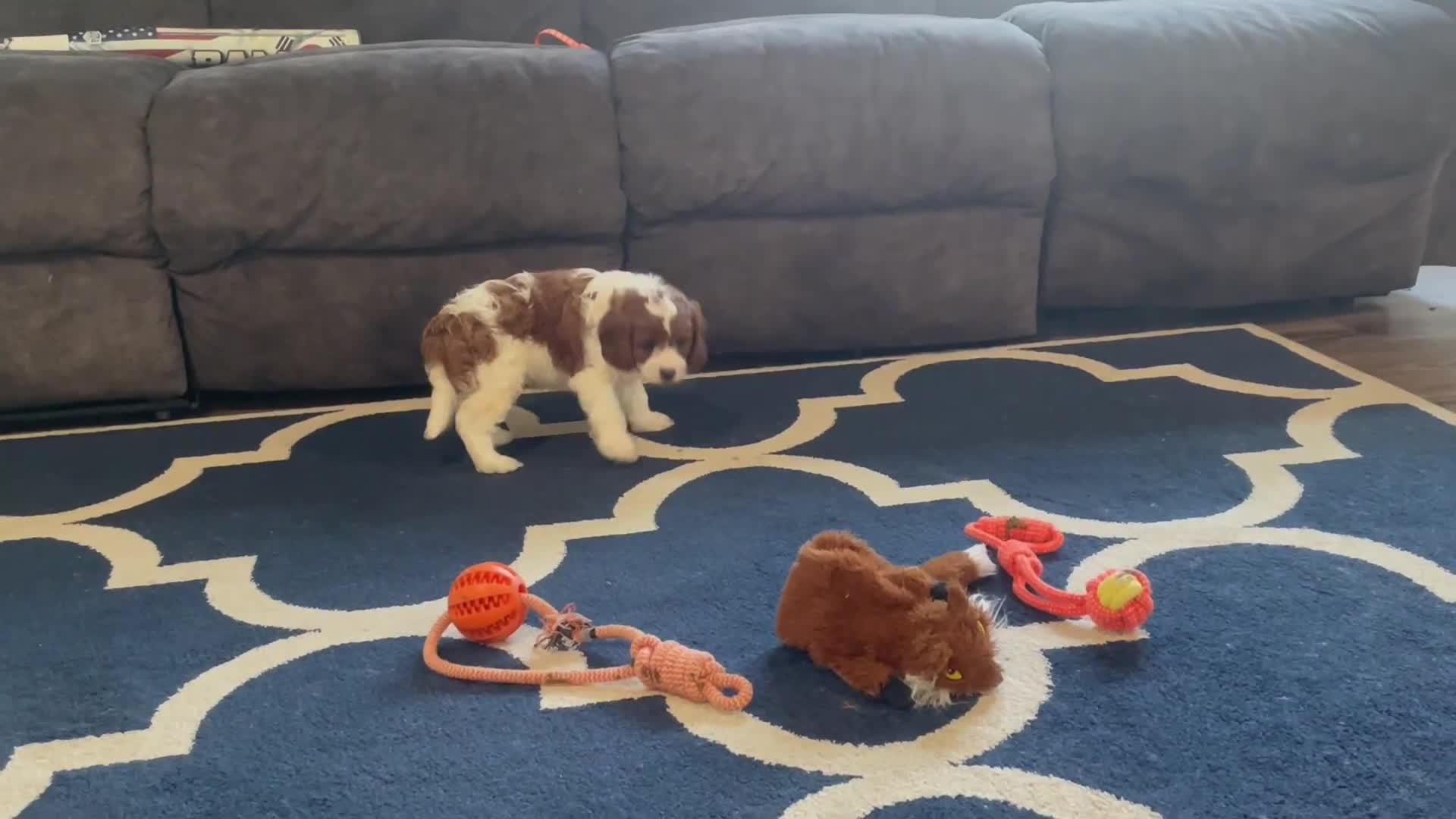 Cavapoo dogs for sale: Dawn - Video 1