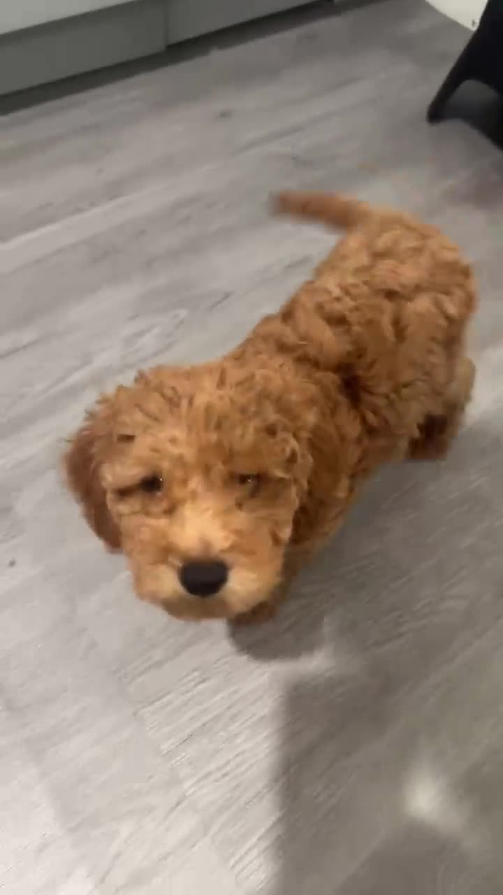Mini Goldendoodle dogs for sale: Mini Goldendoodle lucas - Video 1