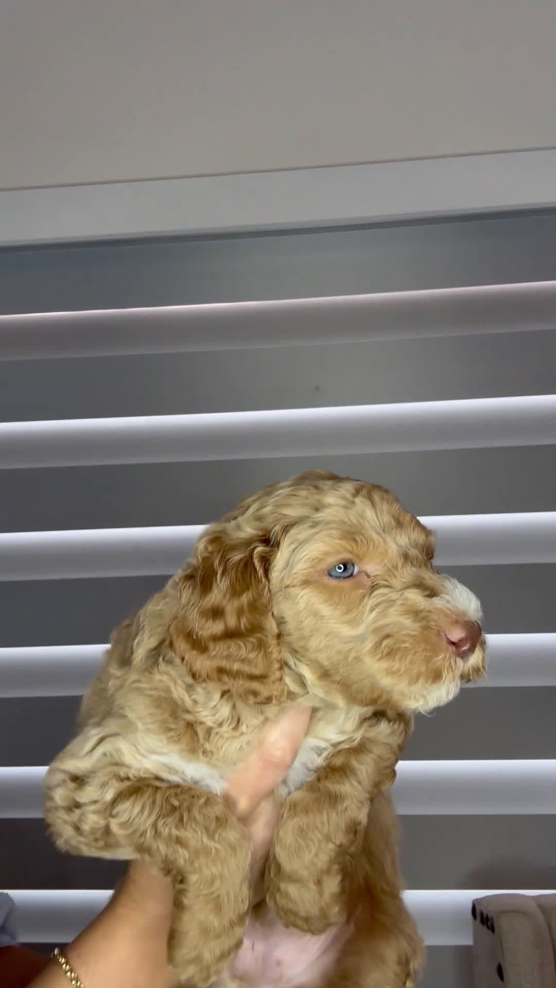 Goldendoodle dogs for sale: Goldendoodle Puppy 4 - Video 1