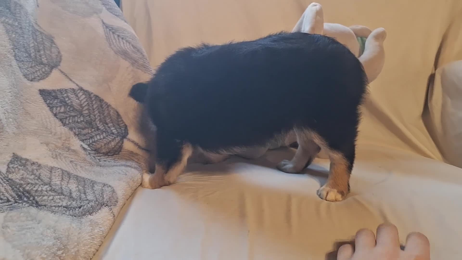 Miniature Australian Shepherd dogs for sale: Gizmo - Video 1