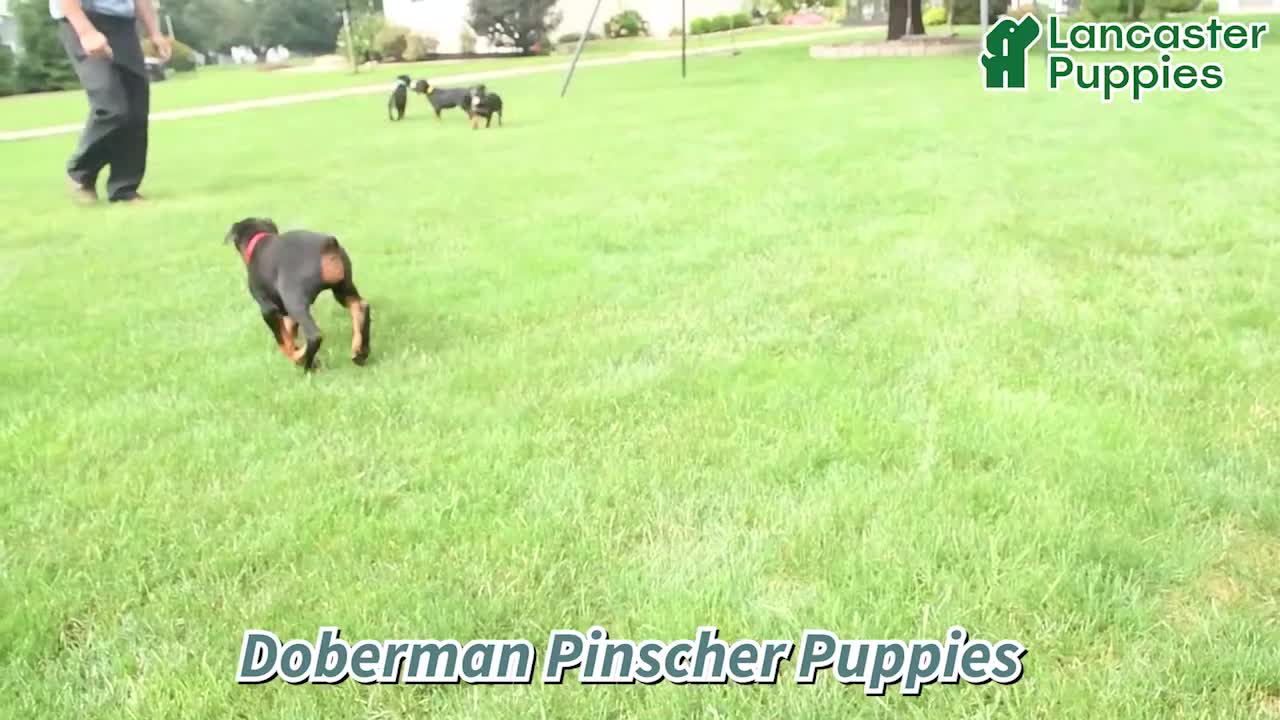 Doberman Pinscher dogs for sale: Duke - Video 1
