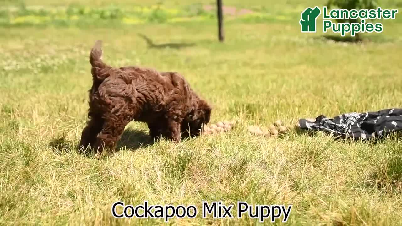 Mixed Breed dogs for sale: Fudge - Video 1