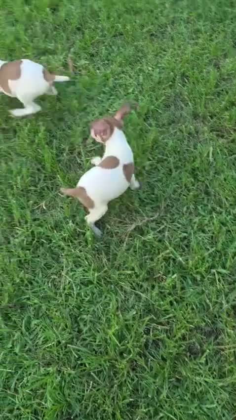 Rat Terrier dogs for sale: Rat Terrier 4 - Video 2