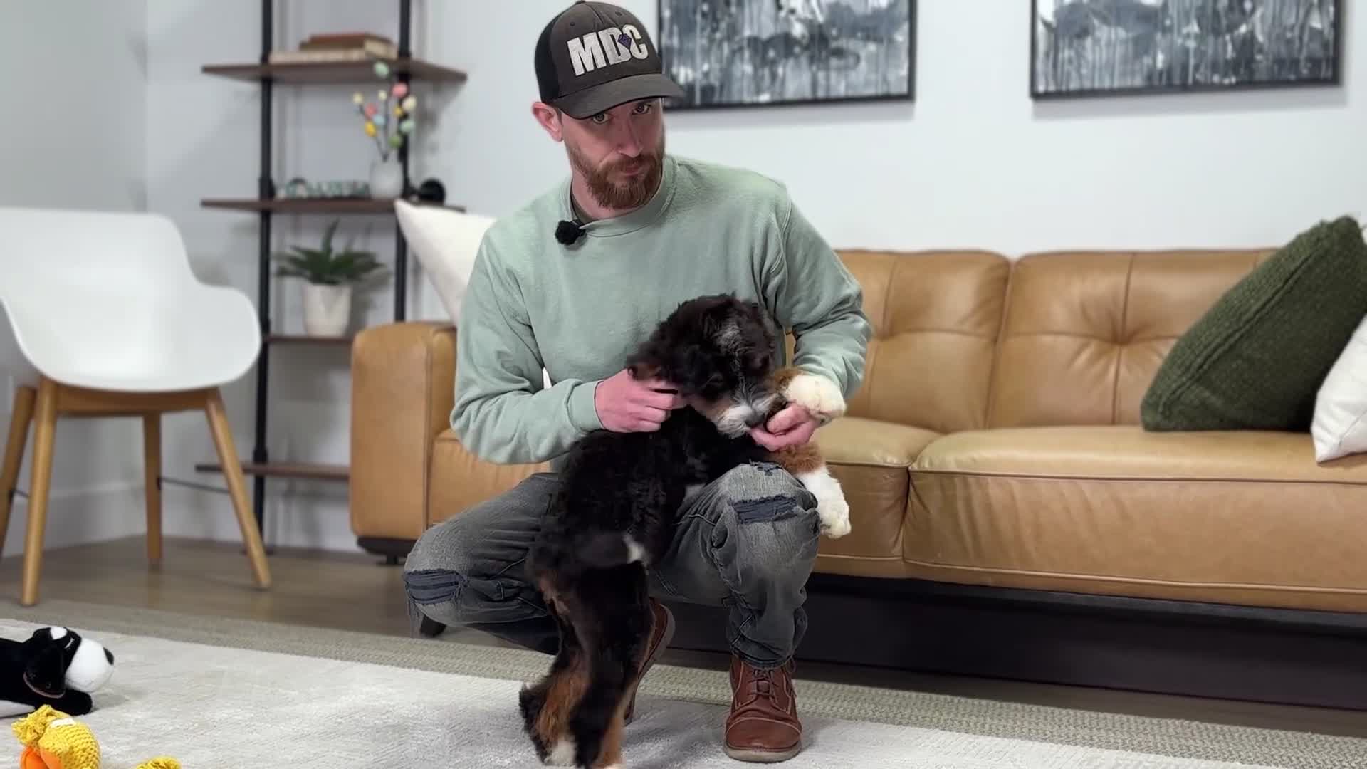 Mini Bernedoodle dogs for sale: Jace - Video 1