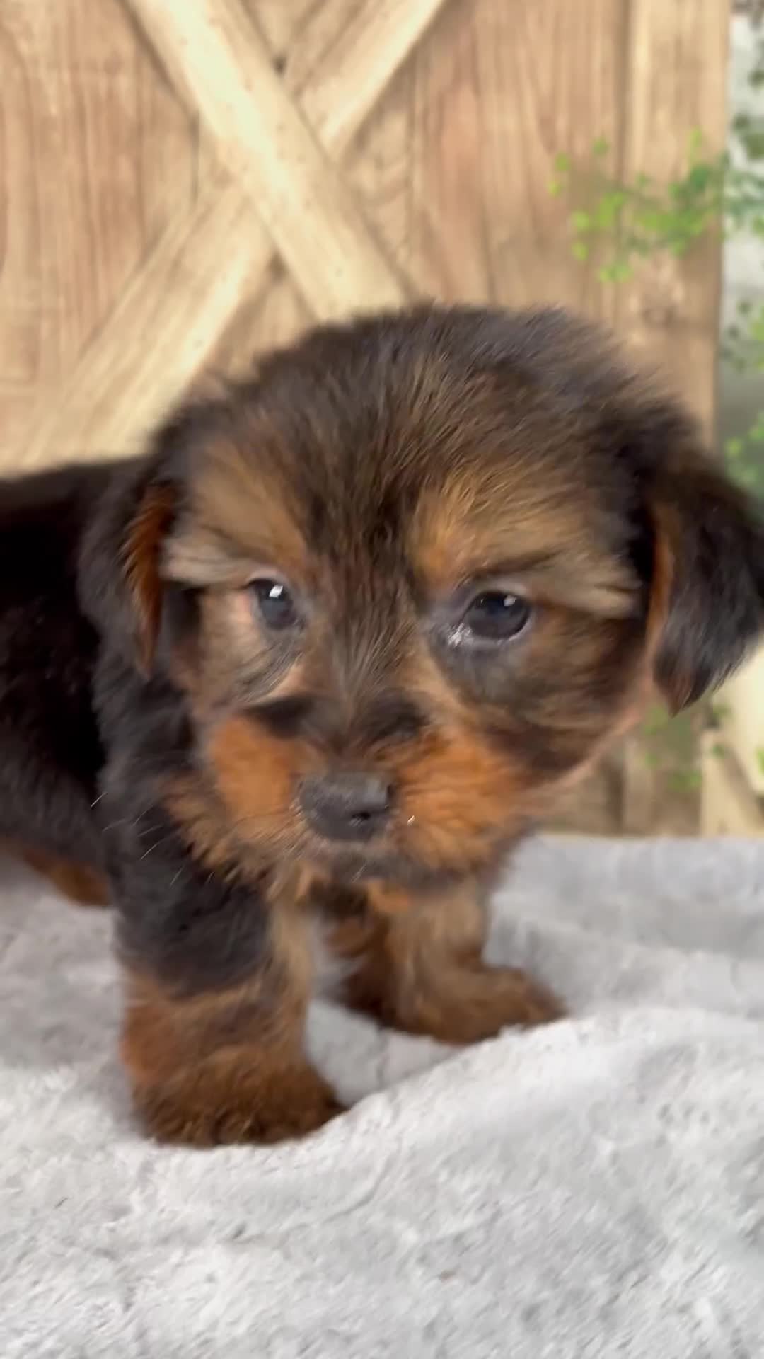 Yorkshire Terrier dogs for sale: Finley - Video 1