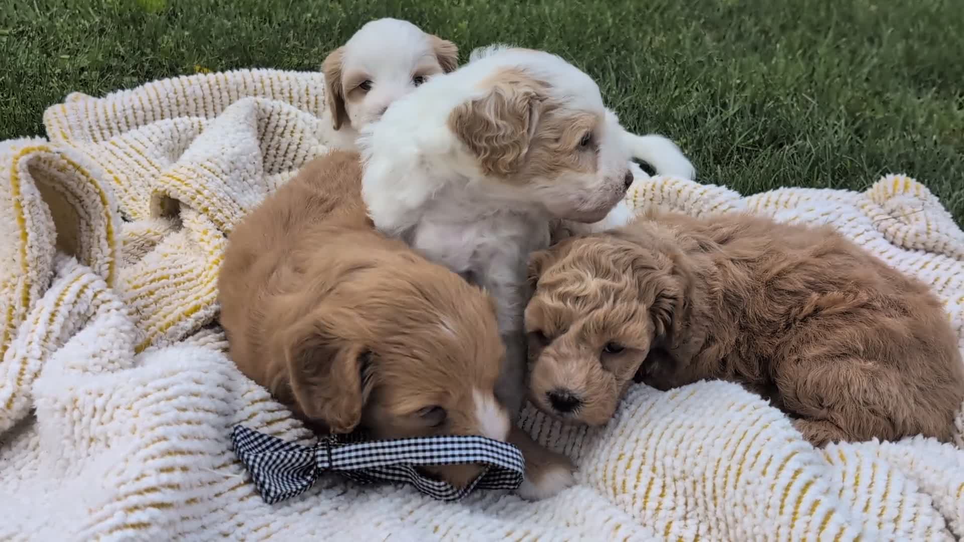 Mini Goldendoodle dogs for sale: Lilly - Video 2