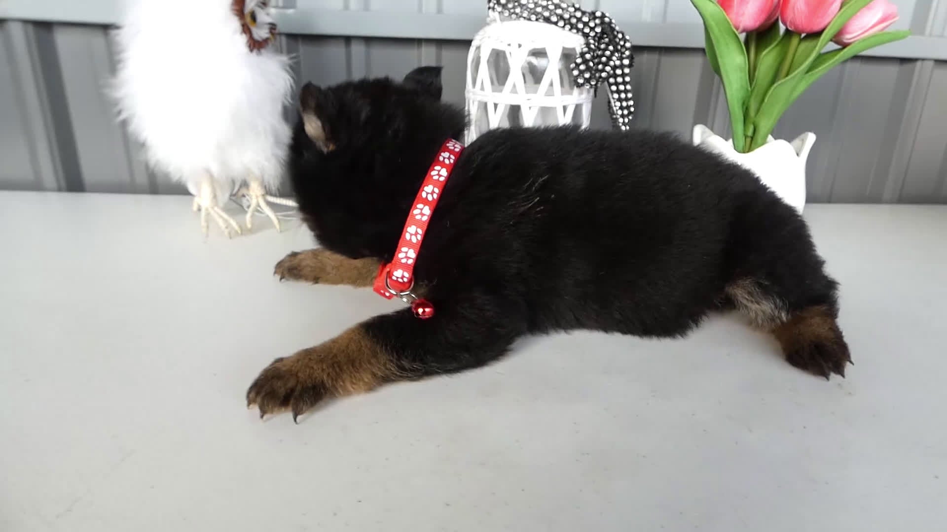 German Shepherd dogs for sale: German Shepherd Puppy 4 Whisper - Video 1