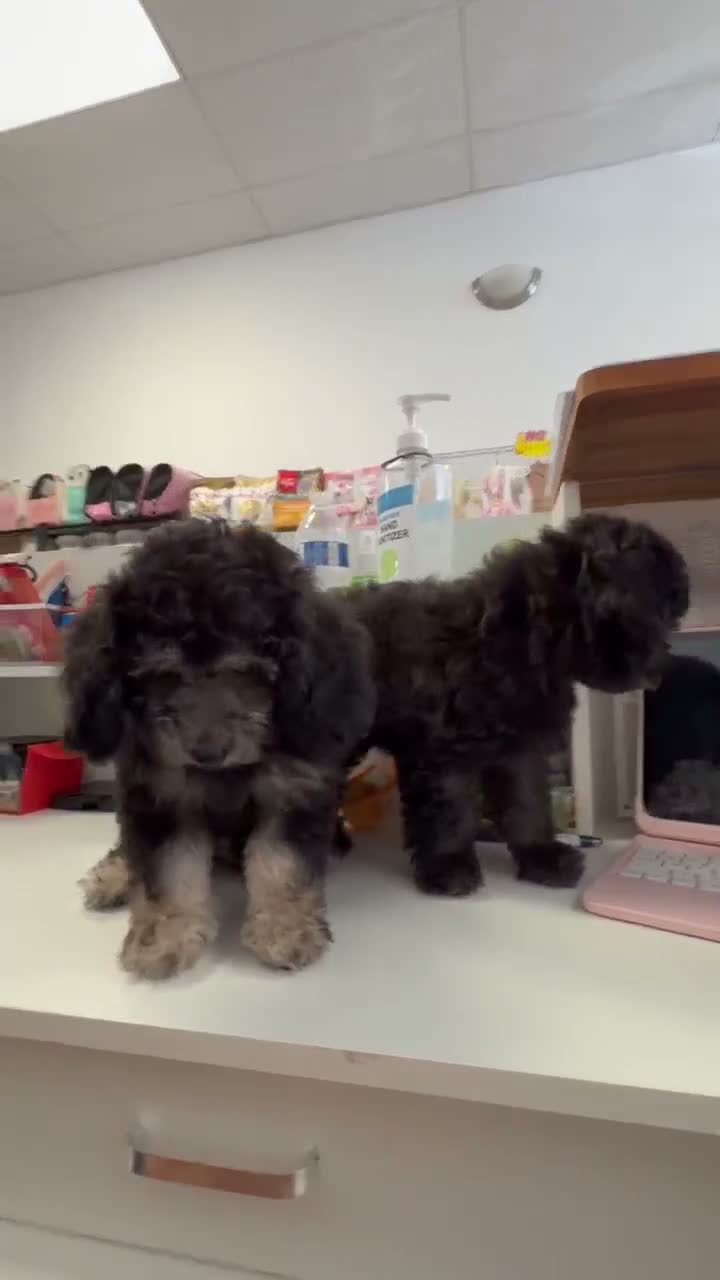 Maltese dogs for sale: poodle gray - Video 1