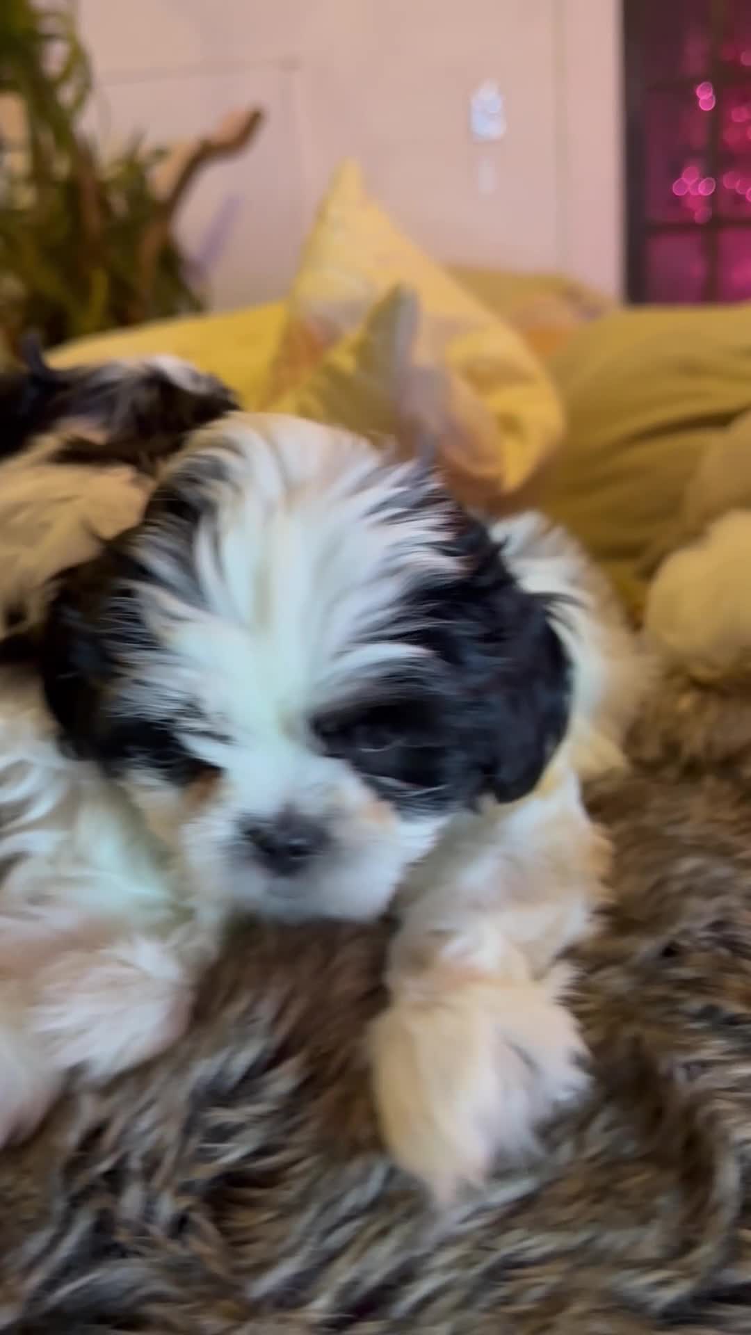 Shih Tzu dogs for sale: Shih Tzu Puppy 2 - Video 1