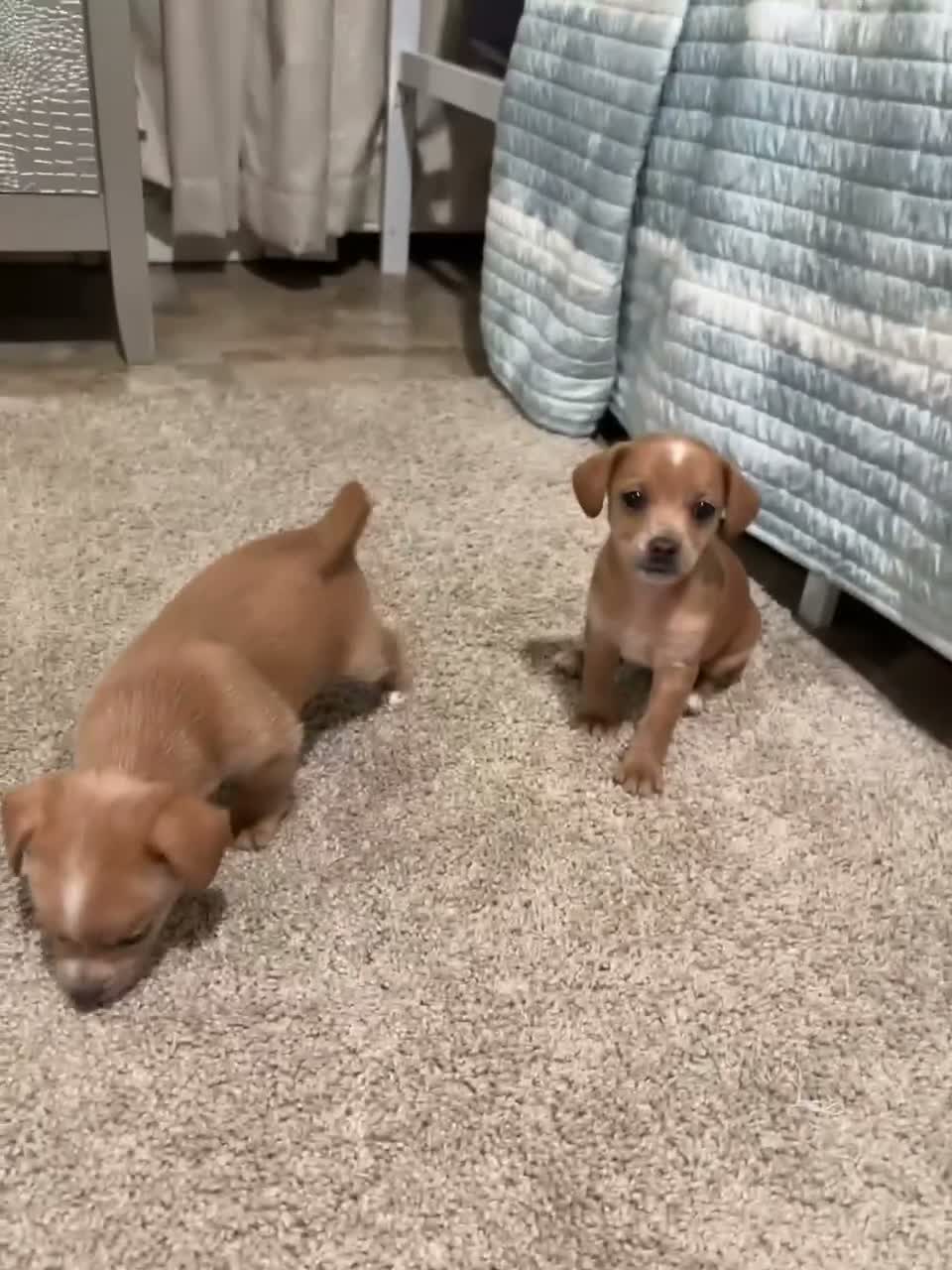 Mixed Breed dogs for sale: Chloe - Video 1