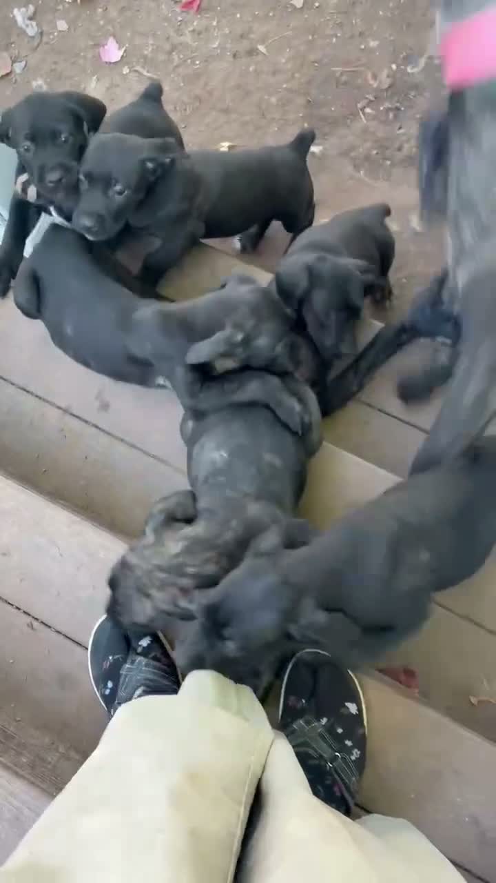 Cane Corso dogs for sale: Cane Corso 4 - Video 3
