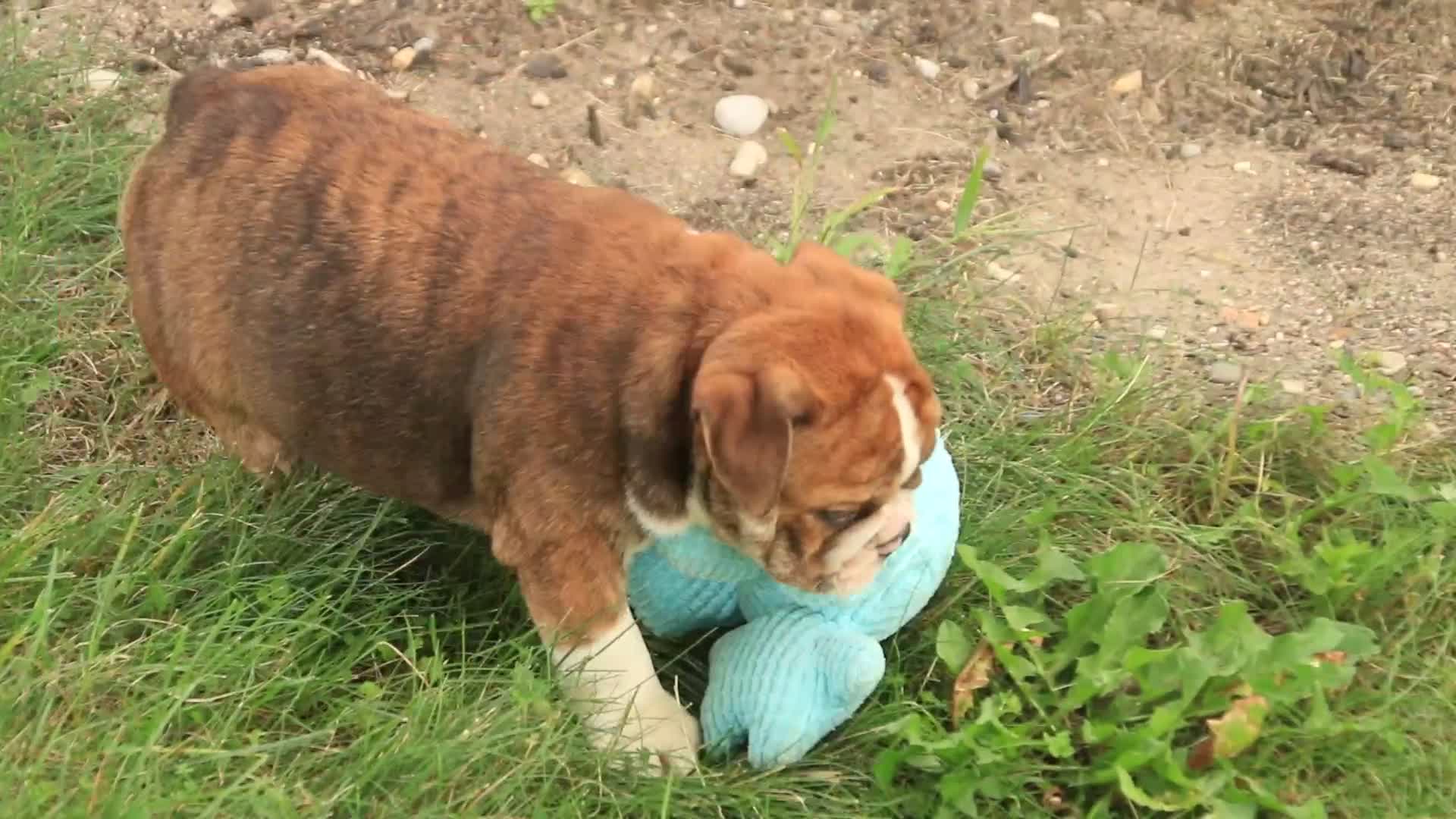 English Bulldog dogs for sale: Raelynn English Bulldog  - Video 1