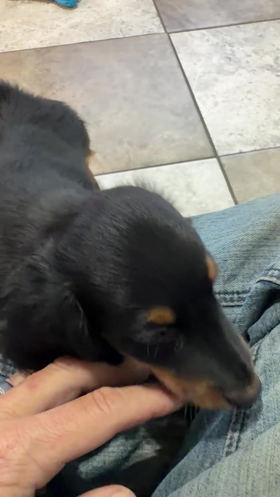 Dachshund dogs for sale: Benson - Video 1