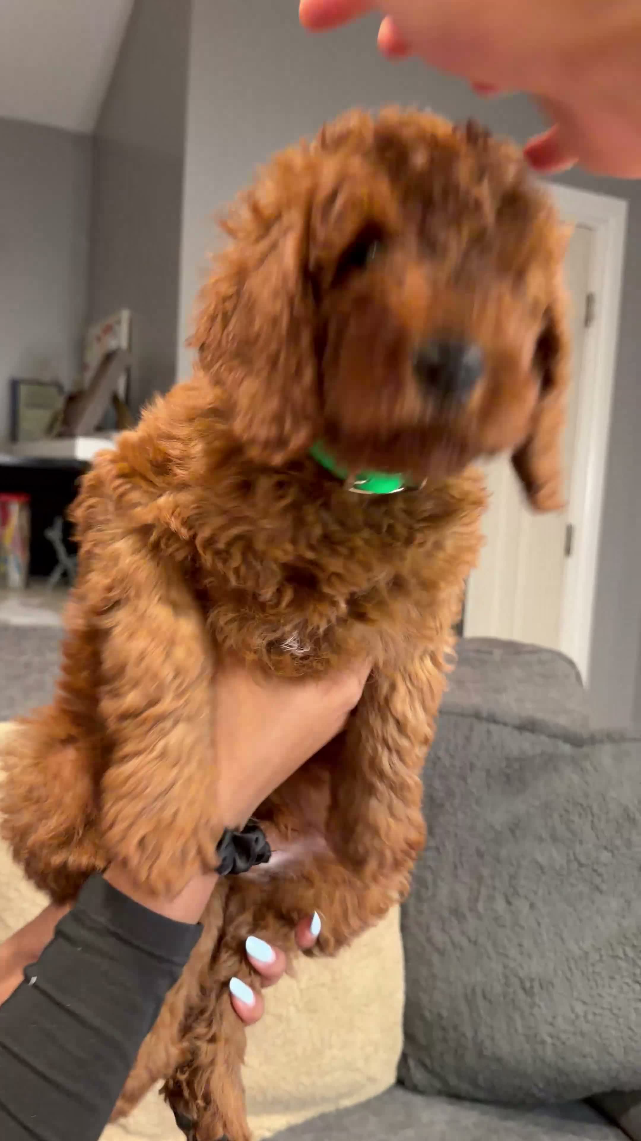 Mini Goldendoodle dogs for sale: Max - Video 1