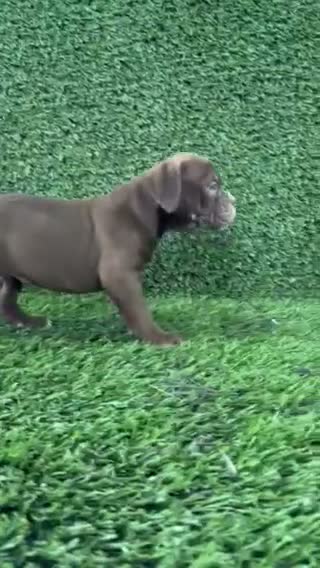 Olde English Bulldogge dogs for sale: Lucy - Video 3