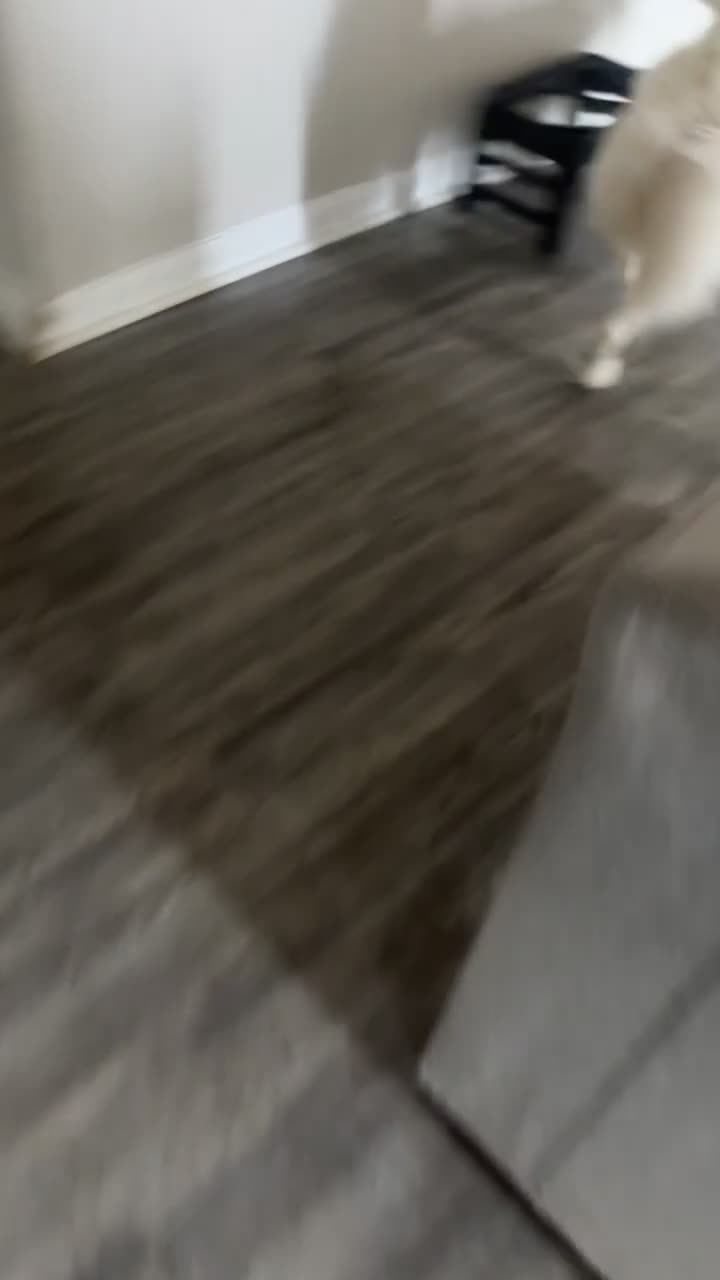 Samoyed dogs for sale: Samoyed 1 - Video 3