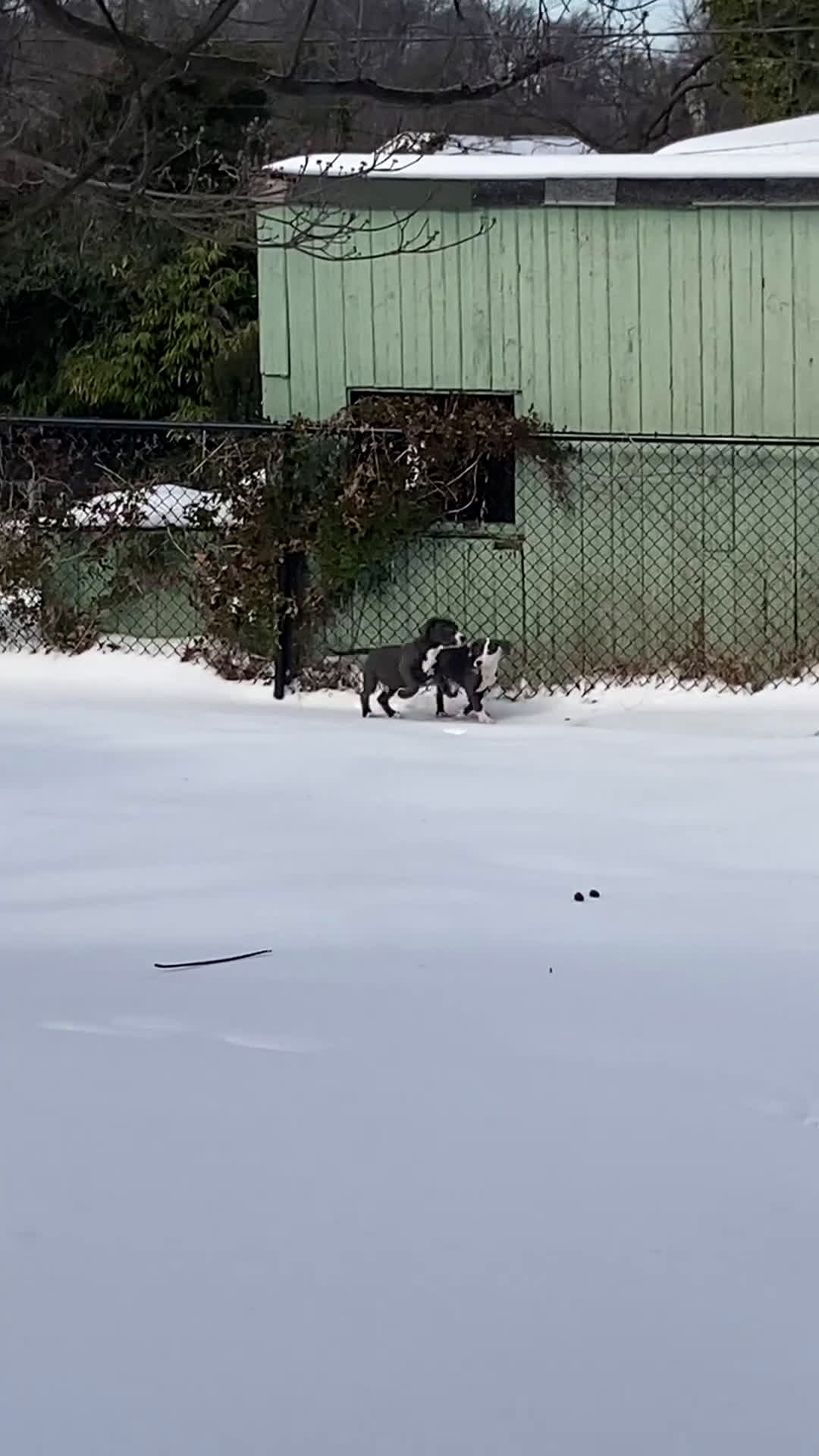 American Bully dogs for sale: American Bully Puppy 4 - Video 1