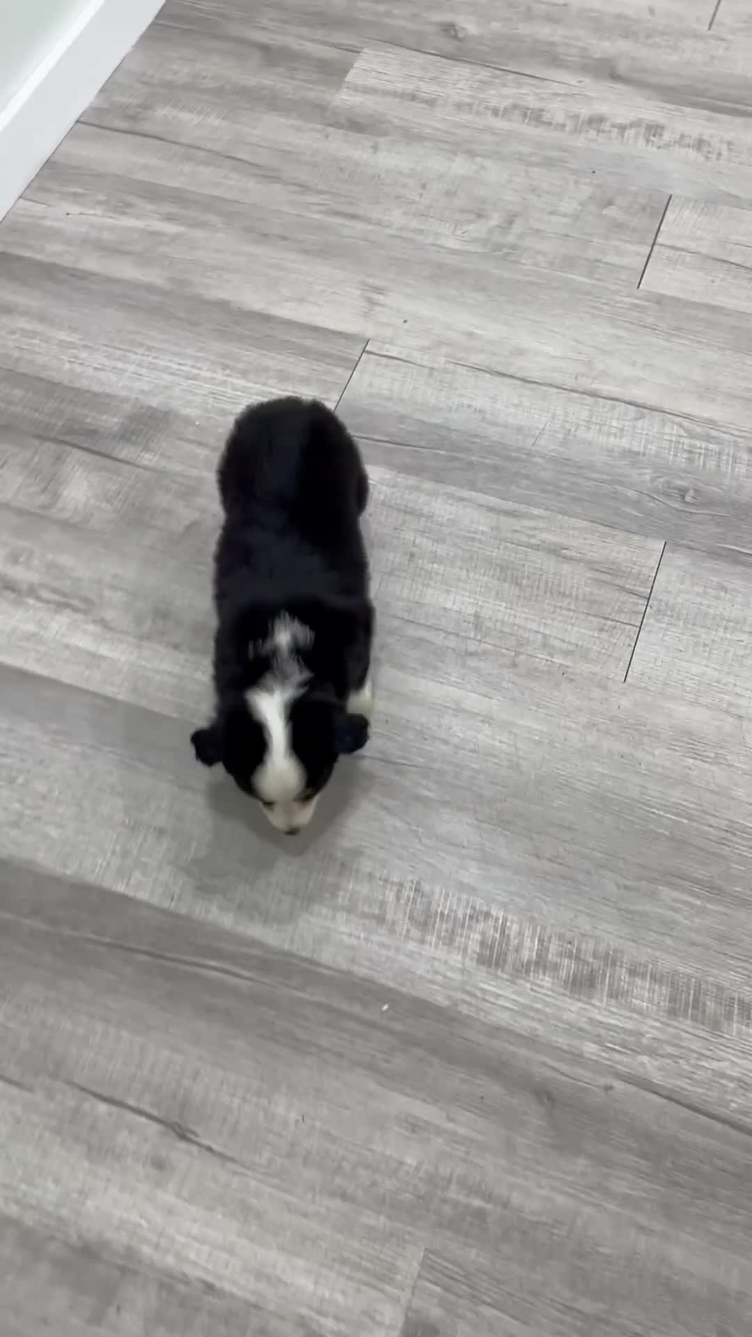 Miniature Australian Shepherd dogs for sale: Rose - Video 1