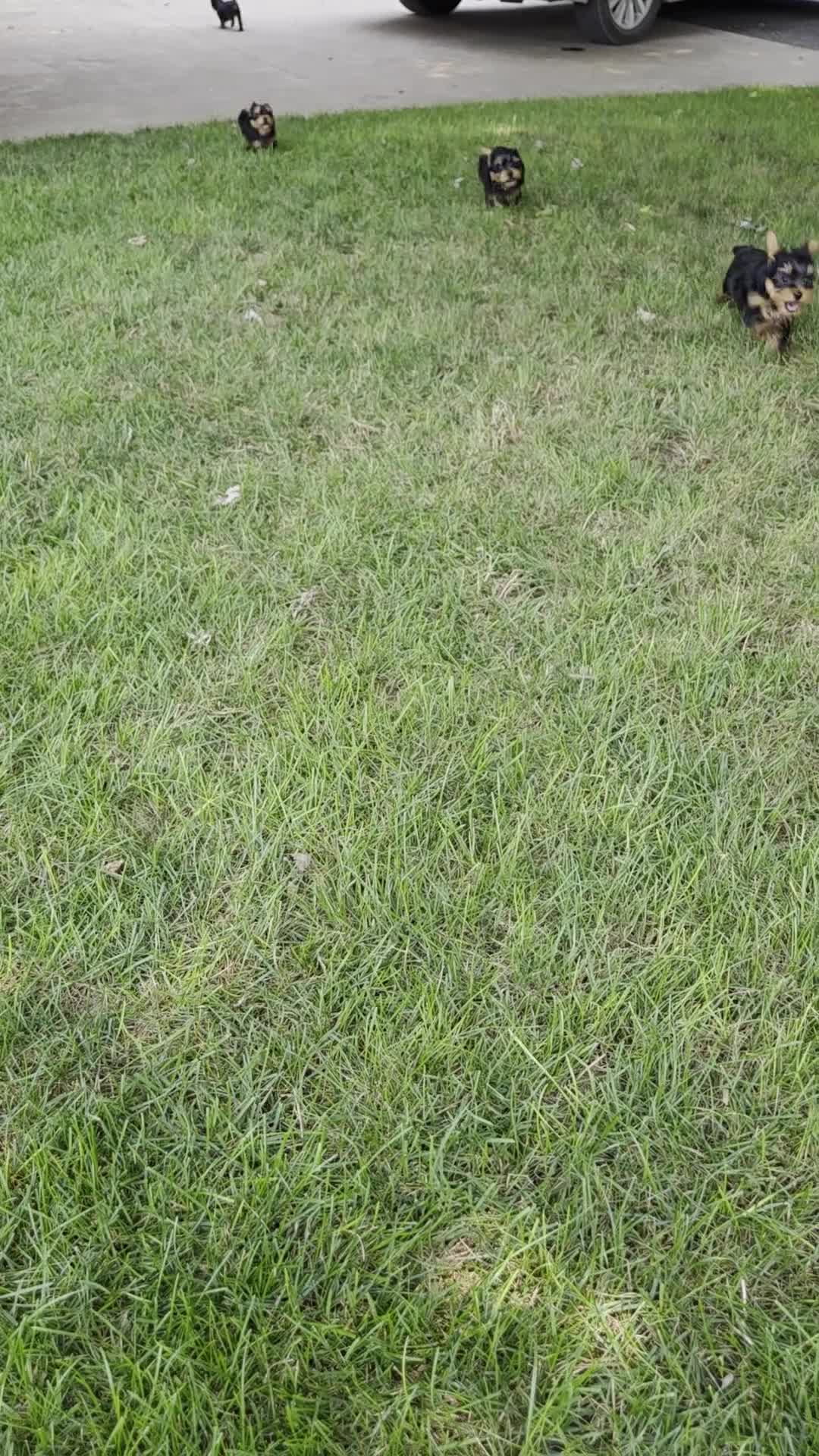 Yorkshire Terrier dogs for sale: Rissa - Video 2