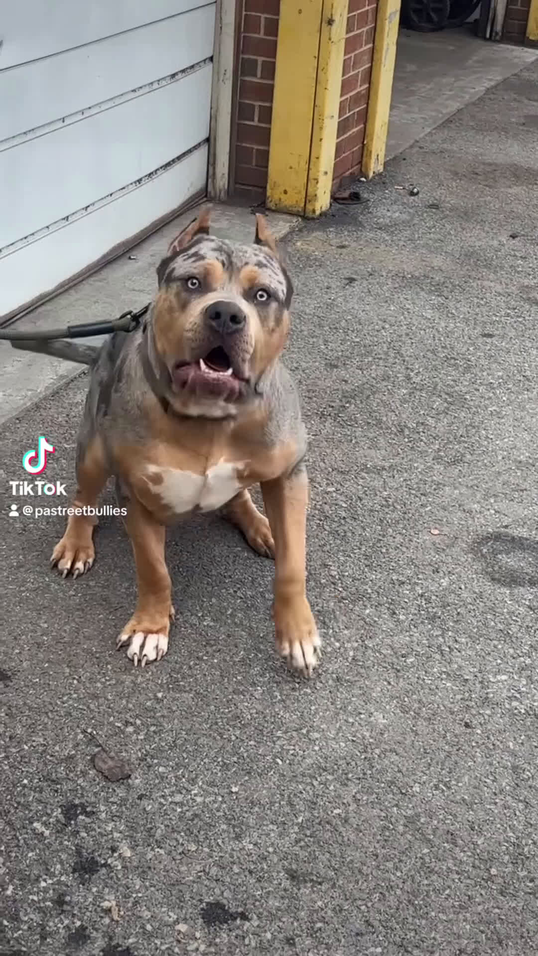 American Bully dogs for sale: Fawn ghost Merle  - Video 6