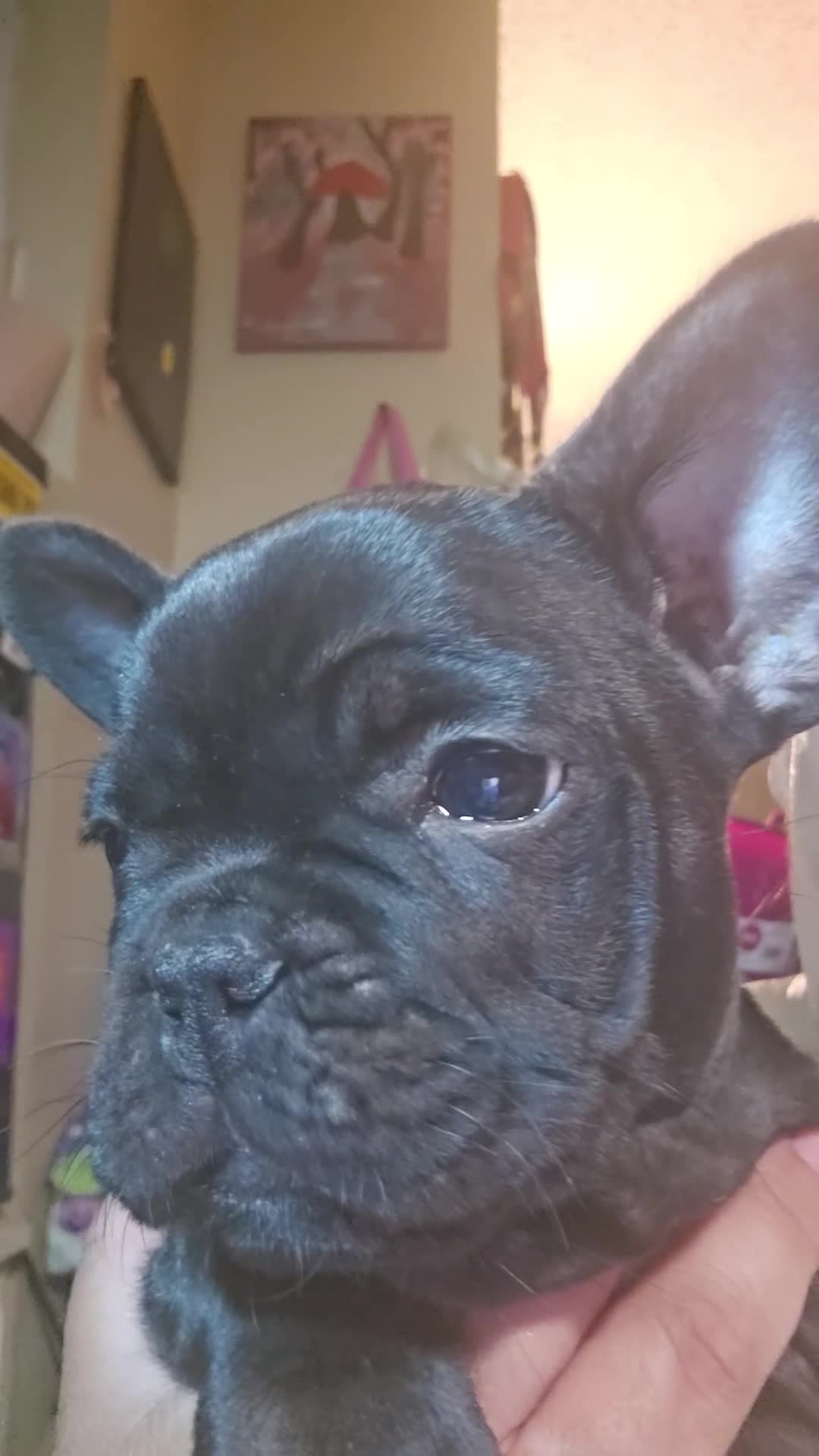 French Bulldog dogs for sale: SNOOP DOGG (RUNT) Male Brindle - Video 2