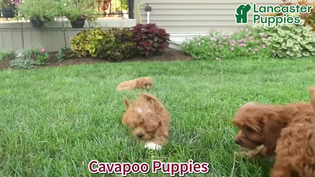 Cavapoo dogs for sale: Ike - Video 1