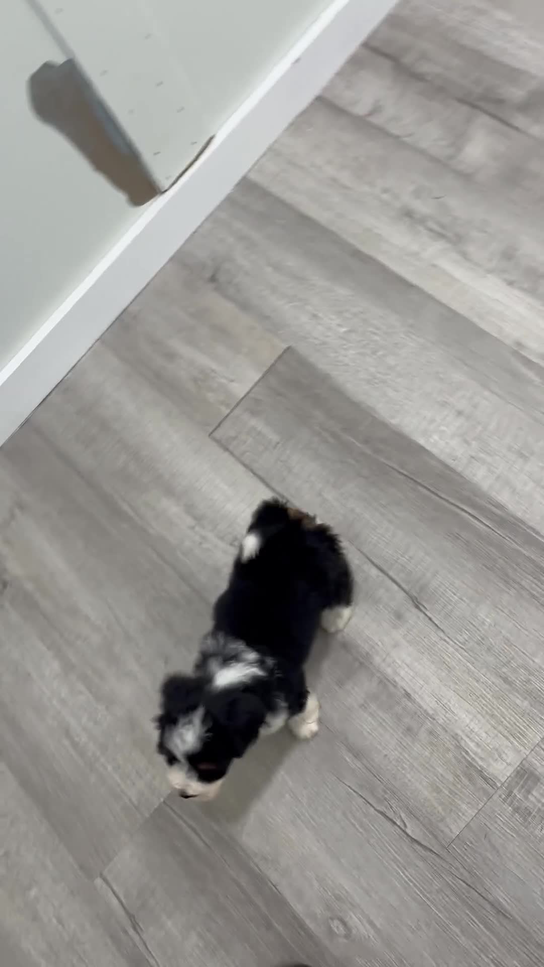 Mini Bernedoodle dogs for sale: Hailey - Video 1