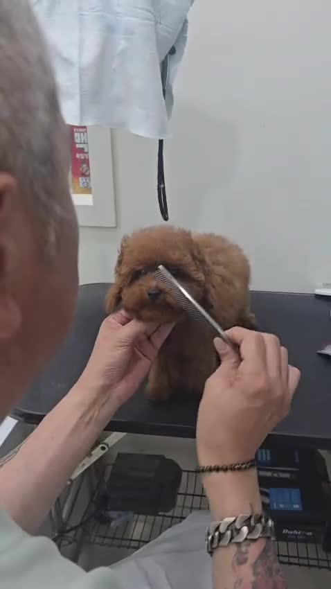 Toy Poodle dogs for sale: Toy Poodle 1 - Video 1