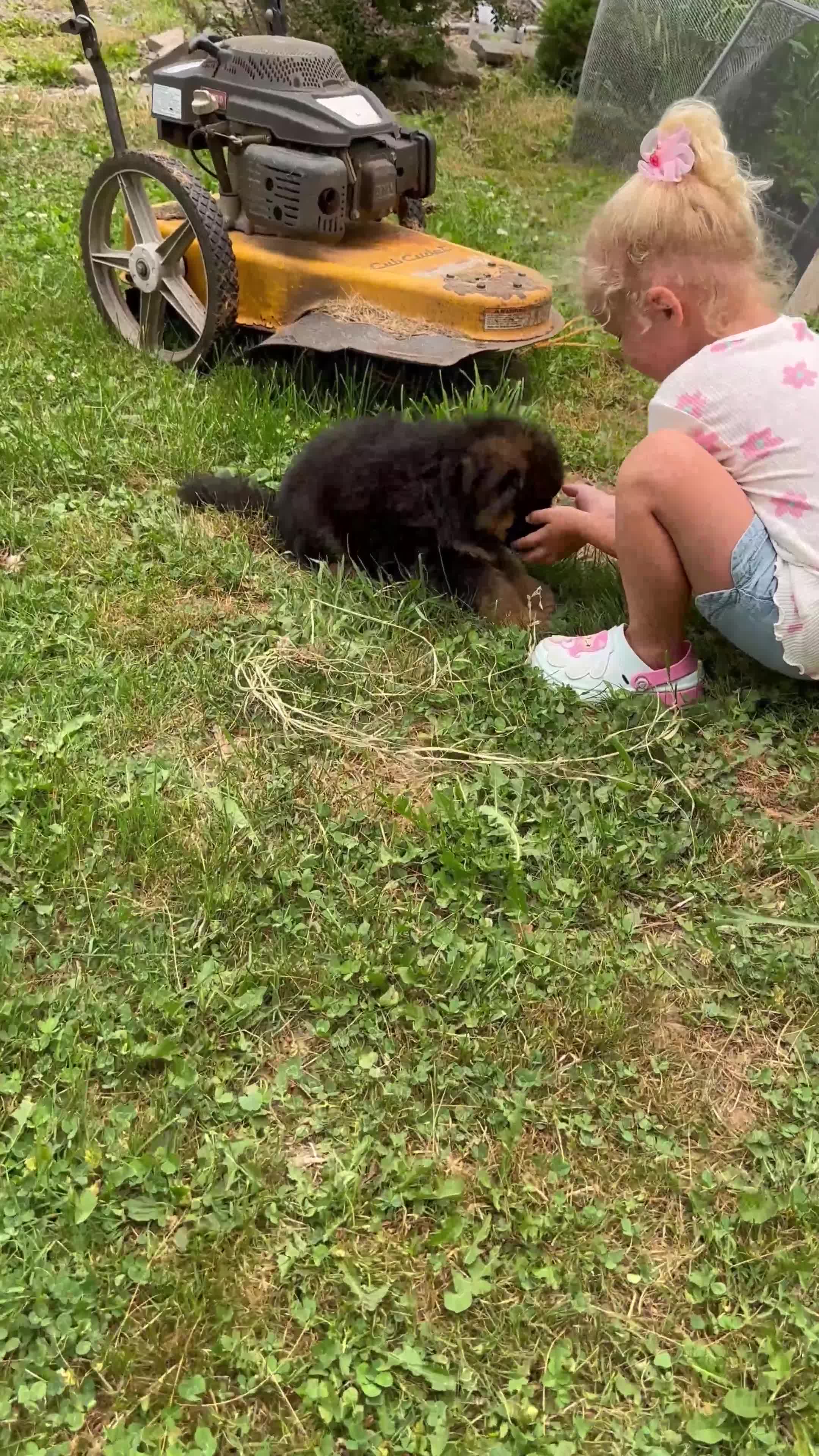 German Shepherd dogs for sale: Fluffball - Video 1