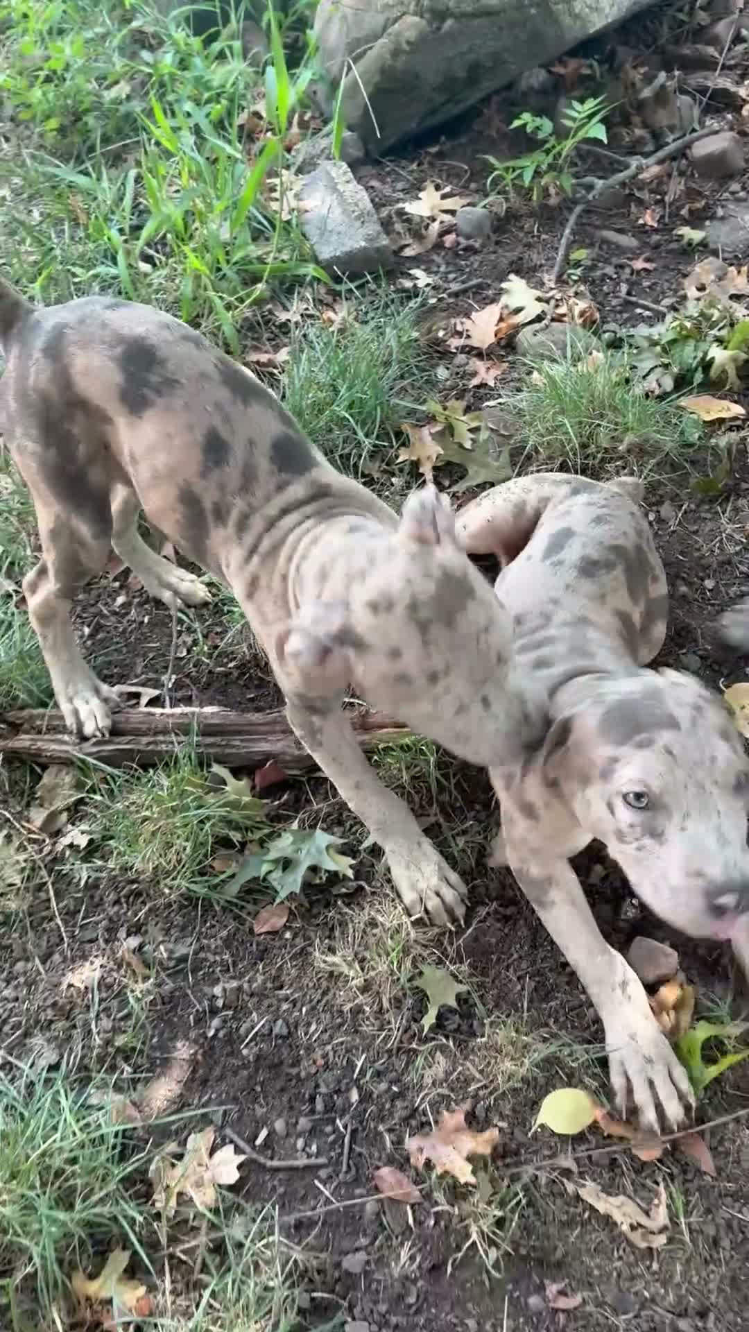 Mixed Breed dogs for sale: Mixed Breed 2 - Video 1