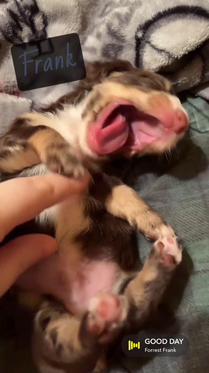 Miniature Dachshund dogs for sale: Franc - Video 2