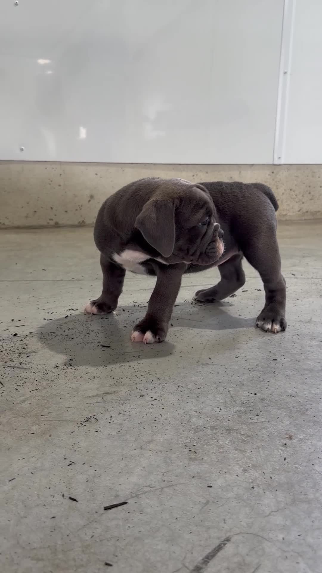Olde English Bulldogge dogs for sale: Lara - Video 1