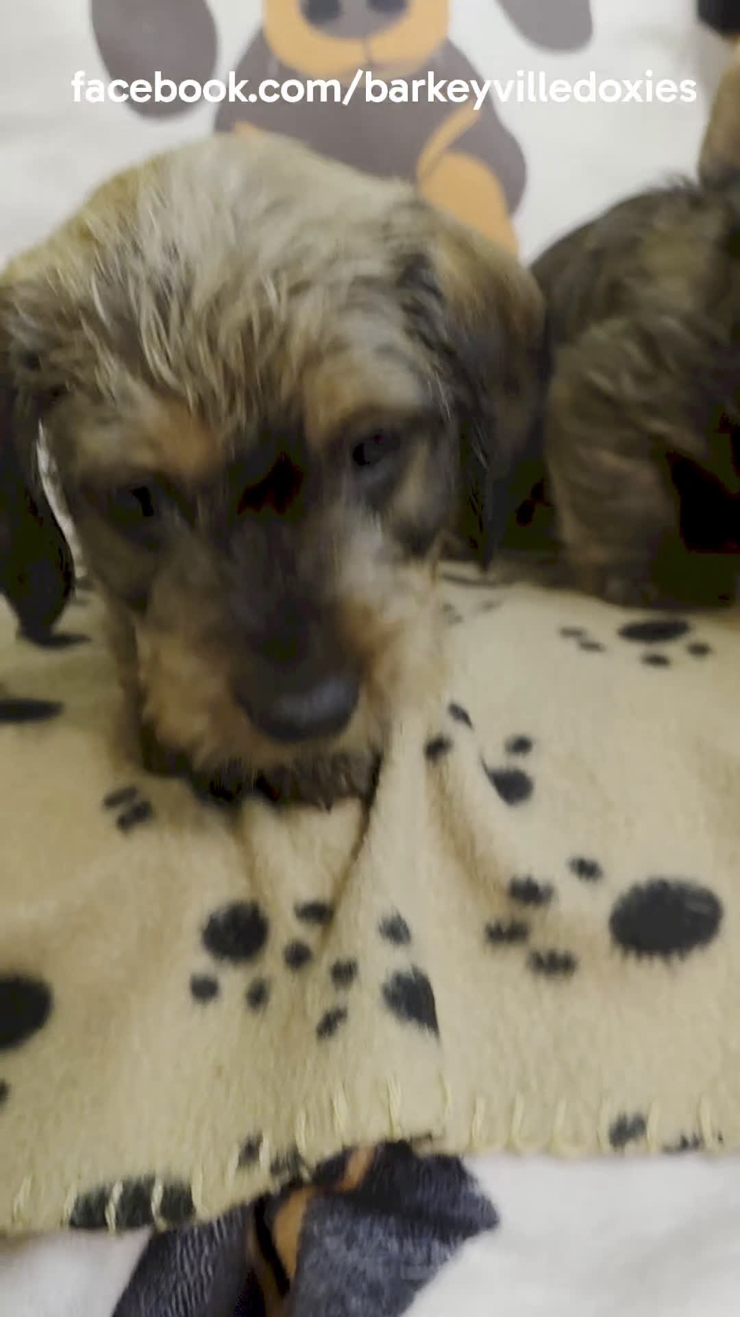 Miniature Dachshund dogs for sale: Thelma - Video 3